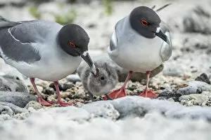February 2022 Highlights Collection: Swallow-tailed gull (Creagrus furcatus), pair guarding small chick, Genovesa Island