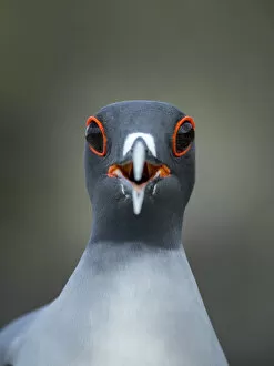 Swallow-tailed gull (Creagrus furcatus) calling, Genovesa Island, Galapagos