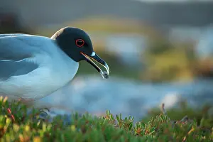 Pebbles Prints: Swallow-tailed gull (Creagrus furcatus) carrying pebble to line its nest