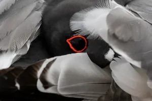 Plumage Prints: Swallow-tailed gull (Creagrus furcatus) eye detail