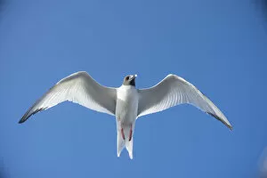 Images Dated 27th November 2017: Swallow-tailed gull (Creagrus furcatus) in flight, Plazas Islands, Galapagos