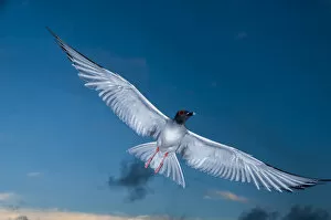 Tui De Roy - A Lifetime in Galapagos Gallery: Swallow-tailed gull (Creagrus furcatus) in flight, Punta Cevallos, Espanola Island