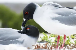 Affectionate Prints: Swallow-tailed gull (Creagrus furcatus) pair mutual preening in courtship