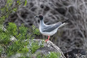 Seagulls Prints: Swallow-tailed gull (Creagrus furcatus) perched on a rock