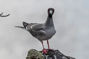Seagulls Prints: Swallow-tailed gull (Creagrus furcatus) perched on a rock