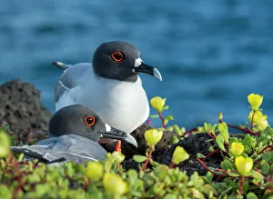 Swallow-tailed gull (Creagrus furcatus) Plazas Island, Galapagos