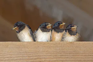Swallows (Hirundo rustica) group of four chicks waiting to be fed, Norfolk, England, UK, August