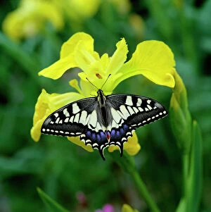 Colourful Gallery: Swallowtail butterfly (Papilio machaon brittannicus) resting on flag iris, Norfolk Broads