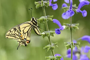 Swallowtail butterfly (Papilio machaon) nectaring on Meadow clary (Salvia pratensis)