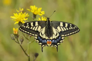 Swallowtail Butterfly (Papilio machaon britannicus) on hawkbit flower. Strumpshaw Fen