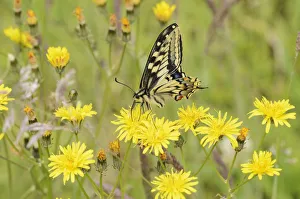 Butterflies Prints: Swallowtail Butterfly (Papilio machaon britannicus) on hawkbit flower. Strumpshaw Fen