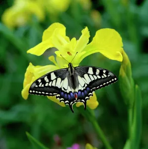 Lepidoptera Prints: Swallowtail butterfly (Papilio machaon brittannicus) resting on flag iris, Norfolk Broads