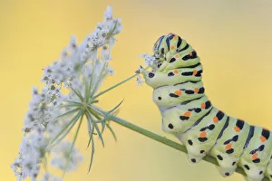 Swallowtail butterfly (Papilio machaon) caterpillar feeding on Wild carrot (Daucus carota) flowers. The Netherlands. August