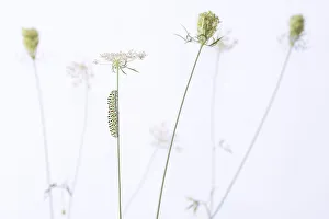 Swallowtail butterfly (Papilio machaon) caterpillar on Wild carrot (Daucus carota) flowers. The Netherlands. August