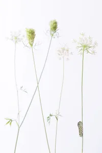 Umbelliferae Prints: Swallowtail butterfly (Papilio machaon) caterpillar on Wild carrot (Daucus carota) flowers