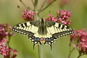 Butterflies & Moths Gallery: Swallowtail butterfly (Papilio machaon) on flower, Pyrenees, France, May