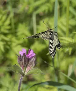 Papilio Prints: Swallowtail butterfly (Papilio machaon) flying to red campion with proboscis extended