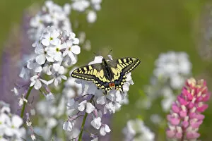 Butterfly Gallery: Swallowtail butterfly (Papilio machaon) in garden, Norfolk, England, UK, June