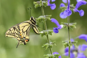 Papilio Prints: Swallowtail butterfly (Papilio machaon) nectaring on Meadow clary (Salvia pratensis)