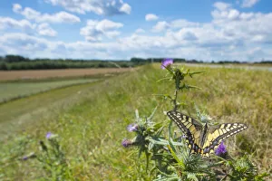 Cirsium Prints: Swallowtail butterfly (Papilio machaon) nectaring on thistle (Cirsium sp)