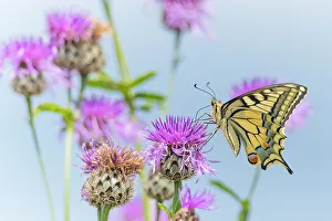 Cirsium Prints: Swallowtail butterfly (Papilio machaon) nectaring on thistle (Cirsium sp)
