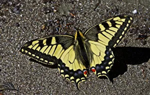 Butterflies Prints: Swallowtail butterfly (Papilio machaon) sunning on a riverbank in Arkhyz section