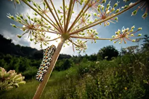 Umbelliferae Prints: Swallowtail (Papilio machaon) 4th instar caterpillar