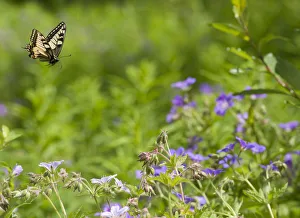 Butterflies Prints: Swallowtail (Papilio machaon) in flight, Finland, Europe