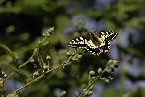 Lepidopterans Prints: Swallowtail (Papilio machaon) in flight, Norfolk, England, UK. June