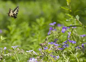 Swallowtail (Papilio machaon) in flight, Finland, Europe