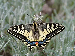 Papilio Prints: Swallowtail (Papilio machaon) portrait, Ovada, Piedmont, Italy. May