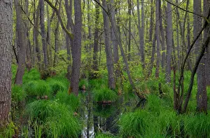 Fagales Prints: Swamp forest, dominated by Black alder (Alnus glutinosa) trees