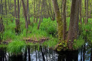 Fagales Prints: Swamp forest, dominated by Black alder (Alnus glutinosa) trees