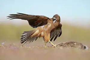 Leporidae Prints: Swamp harrier (Circus approximans) covering European hare (Lepus europaeus) prey with it's wings