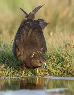 New Zealand Prints: Swamp harrier (Circus approximans) drinking at water's edge