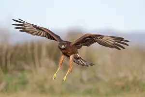 New Zealand Prints: Swamp harrier (Circus approximans) flying low with legs outstretched preparing to land
