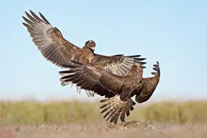 New Zealand Prints: Two Swamp harriers (Circus approximans) fighting over European hare (Lepus europaeus) prey