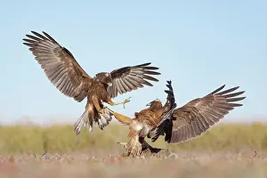 New Zealand Prints: Two Swamp harriers (Circus approximans) fighting over European hare (Lepus europaeus) prey