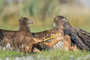 New Zealand Prints: Two Swamp harriers (Circus approximans) fighting over prey