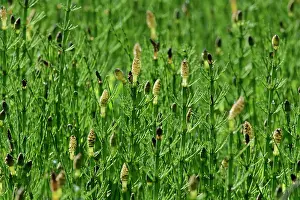 Pteridophyte Prints: Swamp horsetail (Equisetum fluviatile) dense stand of fertile stems with spore-bearing cones in a shallow lake margin