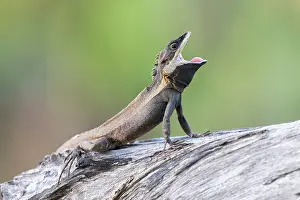 Reptile Prints: Swamplands lashtail (Tropicagama temporalis) male yawning