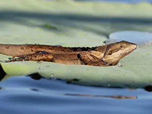 Lizard Prints: Swamplands lashtail (Tropicagama temporalis) resting on Lilypad