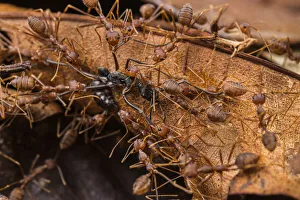 Swarm of Asian weaver ants (Oecophylla smaragdina) attacking a Finger-print ant (Diacamma sp. ), Kubah National Park, Sarawak, Borneo