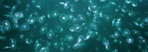 Cnidarians Prints: Swarm of Common / Moon Jellyfish (Aurelia aurita)in sea loch