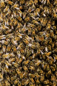 Apis Mellifica Prints: Swarm of Honey bees (Apis mellifera), Stroud, Gloucestershire, UK. May