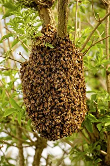Apis Mellifica Prints: Swarm of Honey bees (Apis mellifera) in an Elder tree (Sambucus nigra)