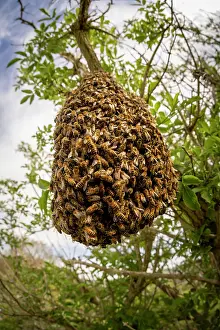 Apis Mellifica Prints: Swarm of Honey bees (Apis mellifera) in an Elder tree (Sambucus nigra)