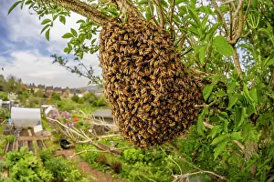 Apis Mellifica Prints: Swarm of Honey bees (Apis mellifera) in an Elder tree (Sambucus nigra)