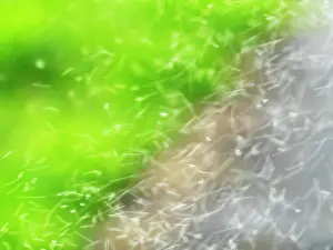 Blurred Movement Prints: Swarm of insects in flight, Ambleside, Lake District, Cumbria, UK. May
