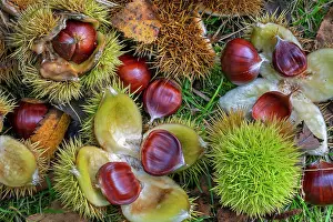 Rosanae Prints: Sweet chestnut (Castanea sativa) close-up of fallen spiny cupules and brown nuts in woodland in autumn
